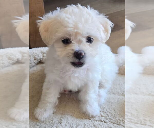 Medium Photo #1 Pug-Unknown Mix Puppy For Sale in Lake Forest, CA, USA