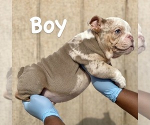 English Bulldog Puppy for sale in ALBUQUERQUE, NM, USA