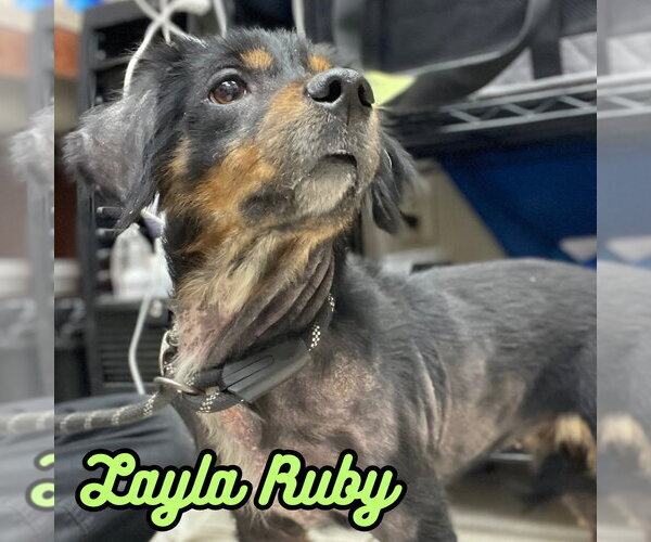 Medium Photo #15 Dachshund-Unknown Mix Puppy For Sale in San Antonio, TX, USA