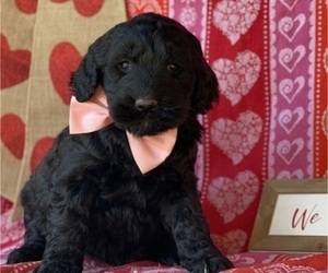 Goldendoodle Puppy for sale in LANCASTER, PA, USA