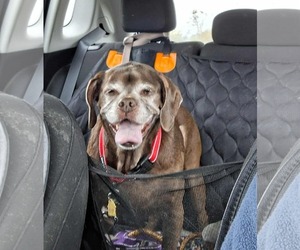 Lady aka Ladybug - BONDED WITH LEO!! - Female Box-a-Pug Dog for Adoption - Photo #13