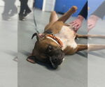 Small #5 Boxer