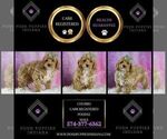 Small Photo #63 Poodle (Toy) Puppy For Sale in WARSAW, IN, USA
