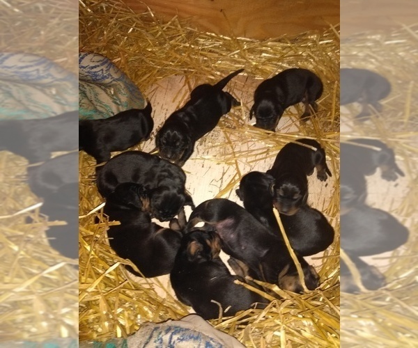 Medium Photo #2 Black and Tan Coonhound Puppy For Sale in BOWEN, IL, USA