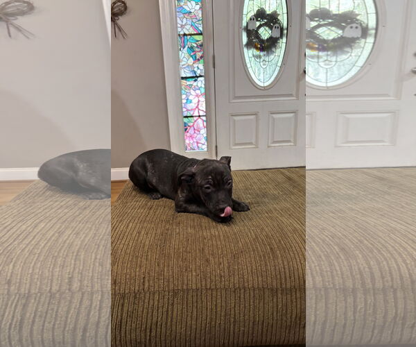 Medium Photo #16 Staffordshire Bull Terrier-Unknown Mix Puppy For Sale in Holly Springs, NC, USA