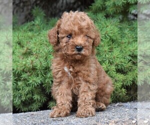 Medium Poodle (Miniature)