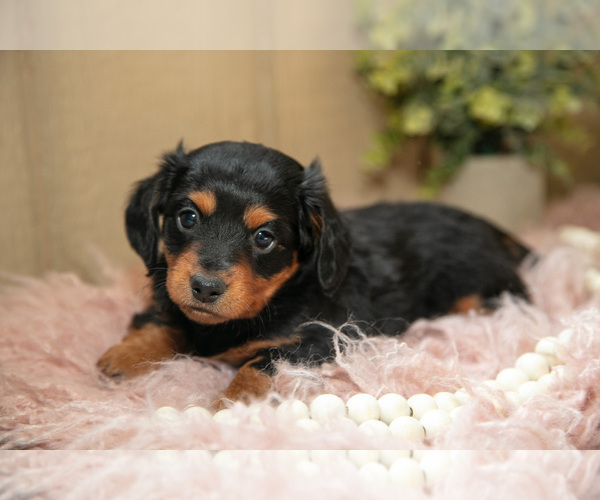 Medium Photo #2 Dachshund Puppy For Sale in MILLERSBURG, OH, USA