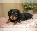 Small #1 Dachshund