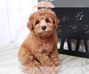 Poodle (Miniature) Puppy for sale in MARIETTA, GA, USA