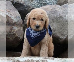 Goldendoodle-Poodle (Standard) Mix Puppy for sale in W ALEX, OH, USA