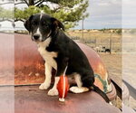 Small #1 Border Collie Mix
