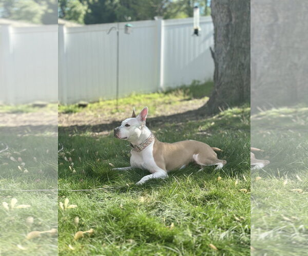 Medium Photo #23 Mutt Puppy For Sale in Oakhurst, NJ, USA