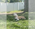 Small Photo #23 Mutt Puppy For Sale in Oakhurst, NJ, USA