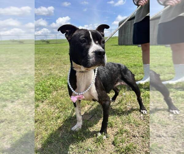 Medium Photo #4 Mutt Puppy For Sale in Abbeville, LA, USA