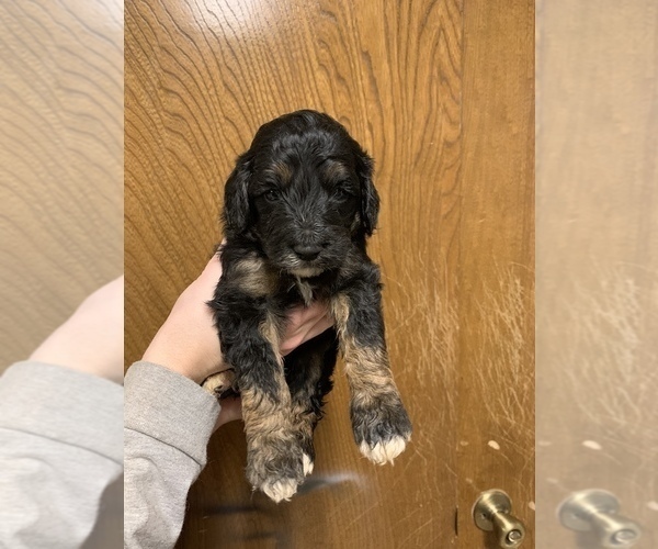 Medium Photo #4 Pyredoodle Puppy For Sale in BRKN ARW, OK, USA