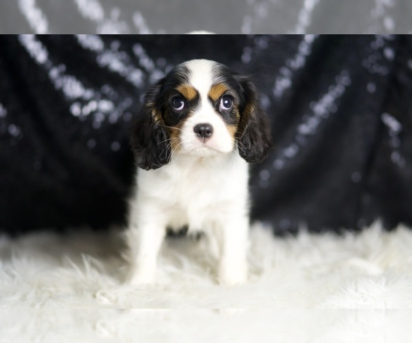 Medium Photo #5 Cavalier King Charles Spaniel Puppy For Sale in WARSAW, IN, USA