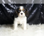 Small #4 Cavalier King Charles Spaniel