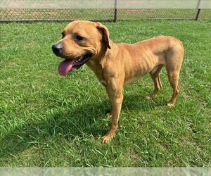 Labrador Retriever-Unknown Mix Dogs for adoption in Grovetown, GA, USA