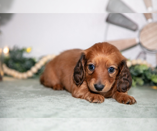 Medium Photo #3 Dachshund Puppy For Sale in GOSHEN, IN, USA