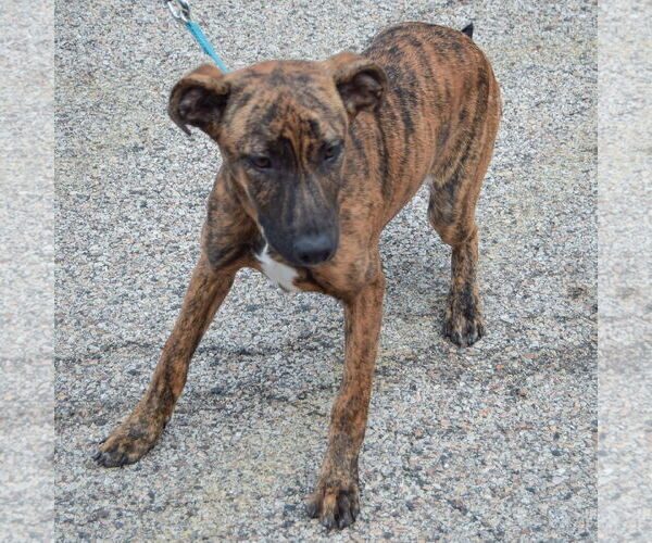 Medium Photo #3 Boxador Puppy For Sale in Huntley, IL, USA