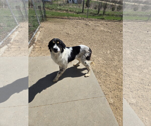 Medium Photo #2 Great Pyrenees Puppy For Sale in Maquoketa, IA, USA
