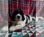Puppy Puppy 1 Newfoundland