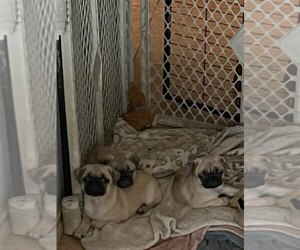 Pug Puppy for Sale in ARLINGTON, Texas USA