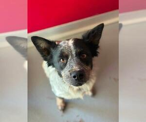 Texas Heeler-Unknown Mix Dogs for adoption in Visalia, CA, USA