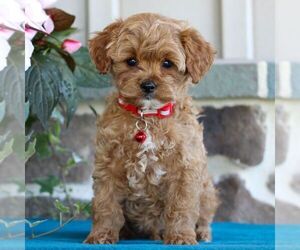 Cavapoo Puppy for sale in EAST EARL, PA, USA