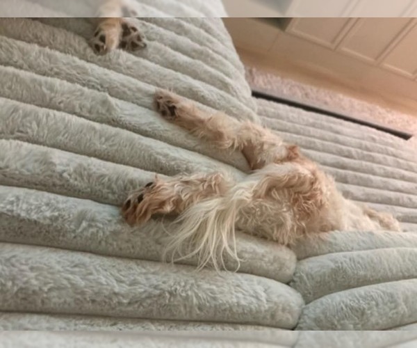 Medium Photo #4 Shih Tzu Puppy For Sale in Tempe , AZ, USA