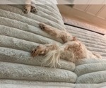 Small #3 Shih Tzu