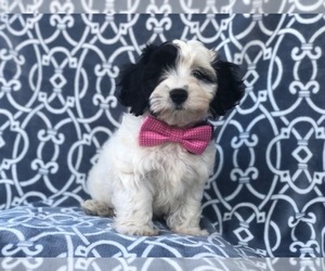 Cockapoo-Poodle (Miniature) Mix Puppy for sale in LAKELAND, FL, USA