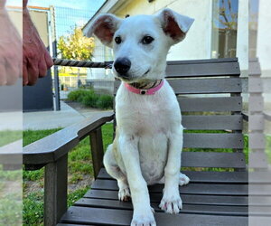 Basenji-Siberian Husky Mix Dogs for adoption in Long Beach, CA, USA