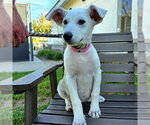 Small Basenji-Siberian Husky Mix