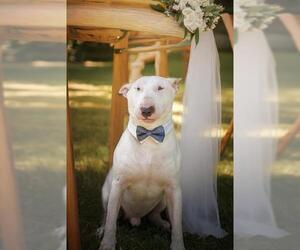Bull Terrier Dogs for adoption in Belleville, IL, USA