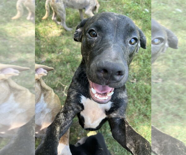 Medium Photo #2 American Pit Bull Terrier-Unknown Mix Puppy For Sale in FRAMINGHAM, MA, USA