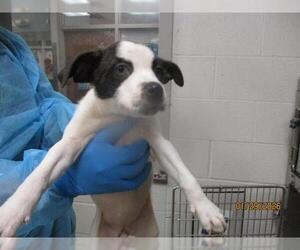 Mutt Dogs for adoption in Oklahoma City, OK, USA