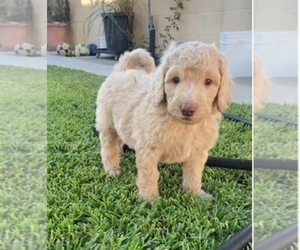 Golden Retriever Puppy for sale in SANTA ANA, CA, USA