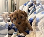 Small #2 Cavapoo
