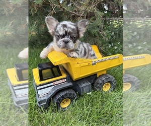 French Bulldog Puppy for sale in MIDDLEBURY, IN, USA