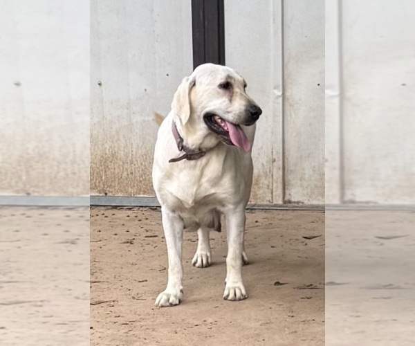 Medium Photo #1 Labrador Retriever Puppy For Sale in OSYKA, MS, USA