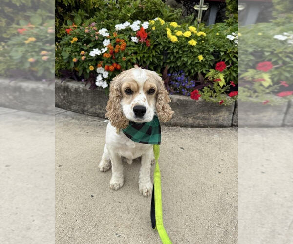 Medium Photo #1 Cocker Spaniel Puppy For Sale in Cliffwood, NJ, USA