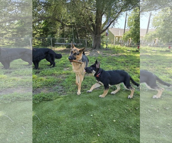 Medium Photo #8 German Shepherd Dog Puppy For Sale in Gretna, NE, USA