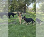 Small #7 German Shepherd Dog