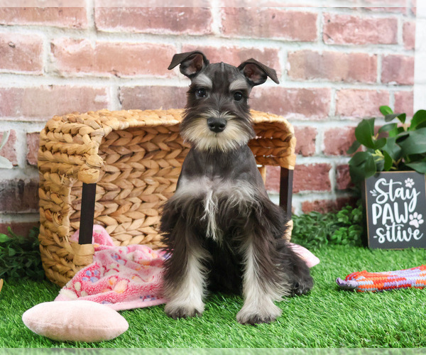 Medium Photo #8 Schnauzer (Miniature) Puppy For Sale in SYRACUSE, IN, USA