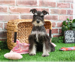 Small #7 Schnauzer (Miniature)