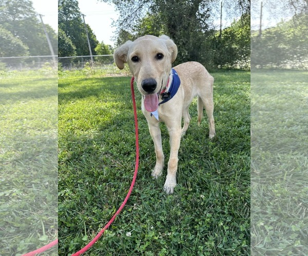 Medium Photo #4 Labrador Retriever-Unknown Mix Puppy For Sale in Germantown, OH, USA