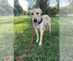 Small #3 Labrador Retriever Mix