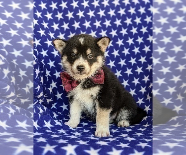 Medium Photo #6 Pomsky Puppy For Sale in EPHRATA, PA, USA