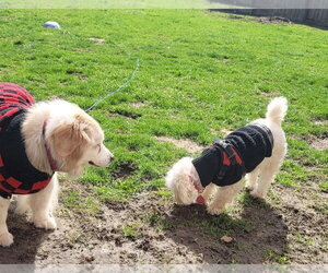 BONNIE - Female Maltese-Unknown Mix Dog for Adoption - Photo #3